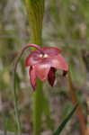 Parrot pitcherplant